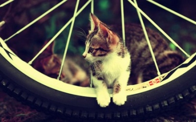 Tử vi 12 cung hoàng đạo thứ bảy (29/10/2016)