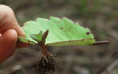 Trồng cực dễ ở VN, đây là loài cây khiến cả thế giới mê mẩn