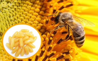 Tại sao người bị huyết áp thấp không nên uống sữa ong chúa?