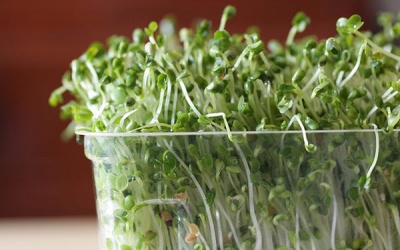 Rau mầm chứa nhiều giá trị dinh dưỡng hơn?