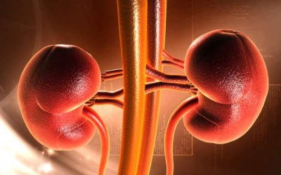 5 loại trái cây giúp thận luôn khỏe mạnh