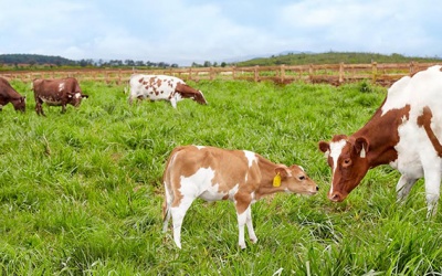 Vinamilk có trang trại bò sữa Organic đầu tiên tại Việt Nam