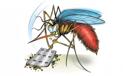 Gần nghìn người phải nhập viện vì căn bệnh do muỗi đốt