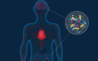  Bệnh Parkinson có thể bắt nguồn từ các vi khuẩn trong ruột