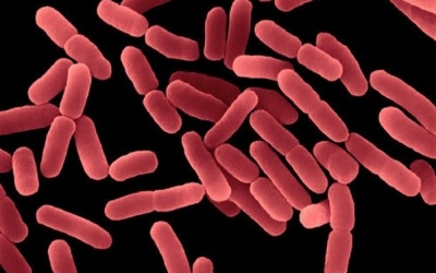 Tìm hiểu vai trò của lợi khuẩn Bacillus subtilis trong men vi sinh