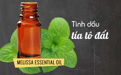 Tinh dầu tía tô đất dùng để trị bệnh gì?