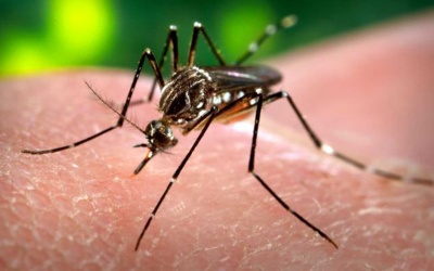 TP.HCM còn duy nhất quận 8 chưa ghi nhận ca mắc Zika