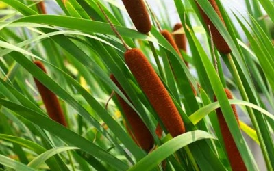 Người bệnh mạch vành có nên sử dụng thảo dược Bồ Hoàng được không?