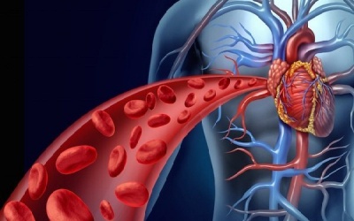 5 cách đơn giản cải thiện lượng máu lưu thông trong cơ thể