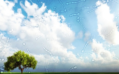 Dấu hiệu “ruồi bay” là triệu chứng của bệnh nào ở mắt?