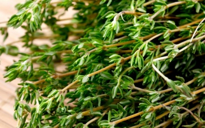 Cỏ xạ hương (thyme) và tác dụng trị ho hiệu quả