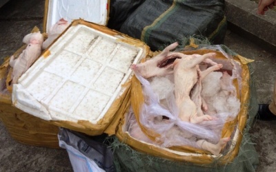 Thanh Hóa: Hơn nửa tấn thịt lợn sữa “làm thượng đế” trên xe khách