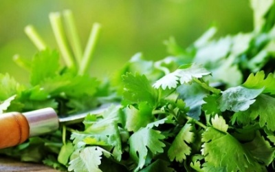 Rau mùi giúp đối phó với da khô, mụn trứng cá, mụn đầu đen