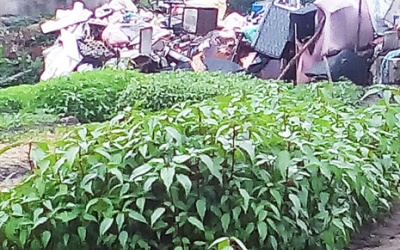 Rau đay cạnh bãi rác nhiễm vi khuẩn gây hại vượt mức