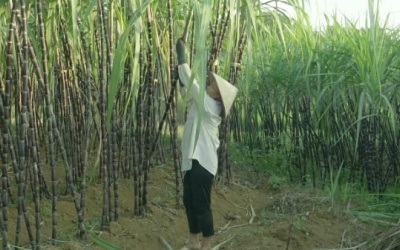 Vị ngọt thơm đặc trưng của mía tím Hòa Bình