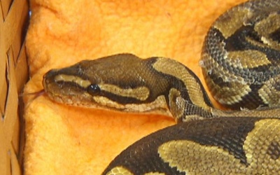 Nuôi rắn, vẹt, chuột để chữa bệnh