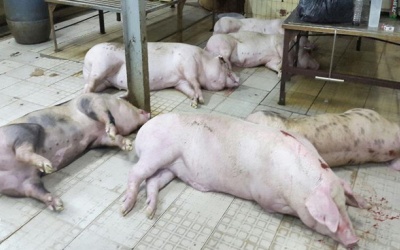 200 con heo bơm nước suýt ra thị trường