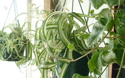 11 cây trồng trong nhà mang lại tài lộc và sức khỏe