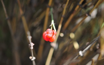 Sản phẩm sinh nhiệt chứa ma hoàng: Giảm cân dễ hơn, chết cũng nhanh hơn