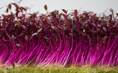 Rau mầm bắp cải tím có lợi cho bệnh tim mạch