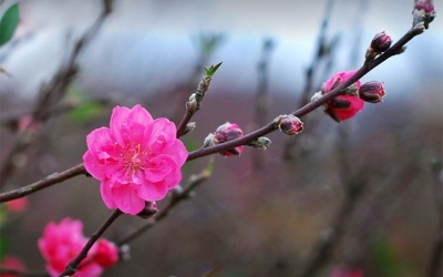 Bắc Bộ nắng ấm từ giờ đến hết Tết