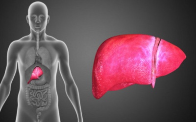 Phát hiện loại protein giúp bảo vệ cơ thể khỏi gan nhiễm mỡ