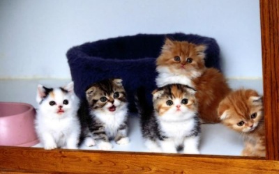 Tử vi 12 cung hoàng đạo Chủ nhật (5/2/2017)