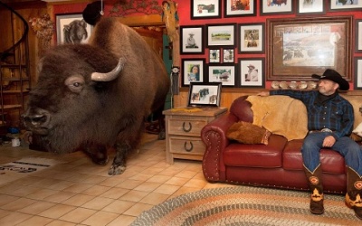 Bò bison nặng 1,1 tấn ngủ phòng riêng, ăn cùng bàn với chủ