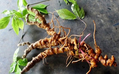Việt Nam có sâm tốt nhất thế giới, 'khắc tinh' của ung thư