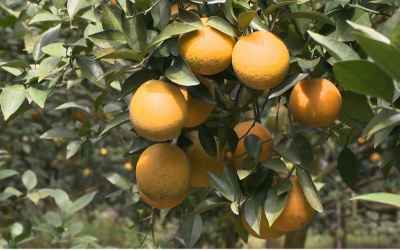 4 loại cam nổi tiếng xứ Nghệ