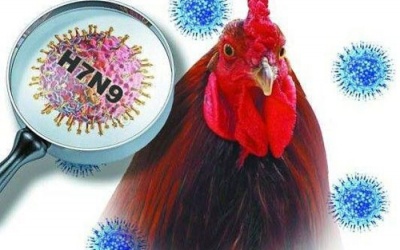 Nguy cơ cúm A(H7N9) xâm nhập vào Việt Nam