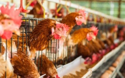 Y tế Việt Nam khẩn cấp phòng dịch cúm gia cầm lan từ Trung Quốc