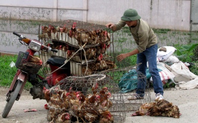 Ăn 80.000 tấn gà Trung Quốc thải loại: Ám ảnh dịch bệnh