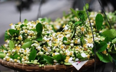 Tháng Ba – hoa bưởi vào bếp