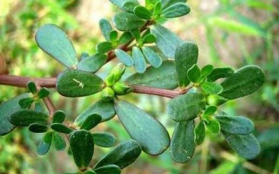 Trung Quốc gọi 'rau trường thọ', phương Tây tôn thảo dược quý còn người Việt vẫn bỏ phí