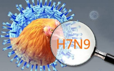 WHO: Virus cúm chết người biến đổi độc lực cao ở gia cầm