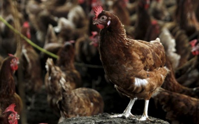 70 người ở Nam Định bị giám sát vì cúm A/H5N1 bùng phát