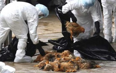 Cảnh báo: Virus cúm gia cầm H7N9 tăng độc lực