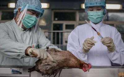 Hà Nội lập 2 đường dây nóng 'tuyên chiến' với cúm gia cầm