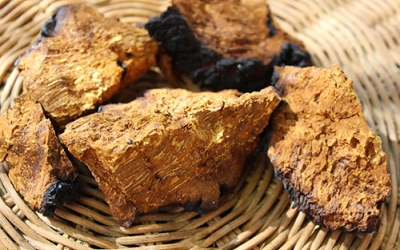 Nấm Chaga – “Siêu thực phẩm” giúp tăng cường hệ miễn dịch