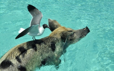 Đàn lợn nổi tiếng chết vì bị du khách... ép uống rượu