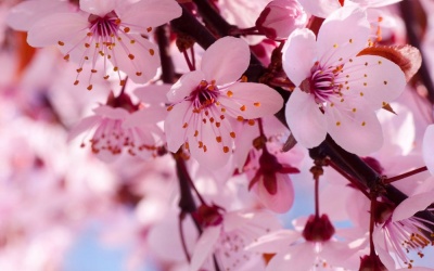 10 loài hoa đẹp nhất thế giới