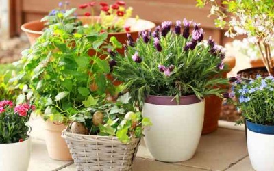 5 loại cây bạn nên trồng trong nhà để ngăn ngừa trầm cảm