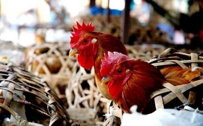 Tạm ngừng nhập gà Mỹ vì cúm gia cầm độc lực cao