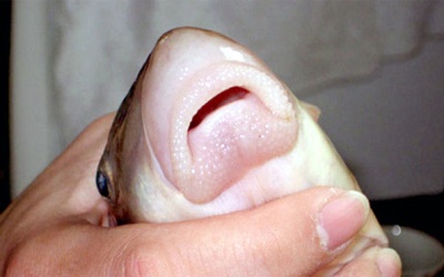 6 loài cá 'đắt như vàng' ở Việt Nam