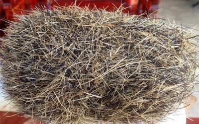 Sự thật bất ngờ về 'trứng vàng' tiền tỷ trong bụng lợn