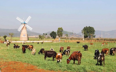 Khánh thành Trang trại bò sữa Organic tiêu chuẩn châu Âu đầu tiên ở Việt Nam