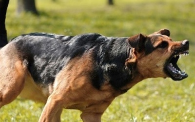 Thanh Hóa: Trẻ 11 tuổi tử vong vì bị chó nhà cắn