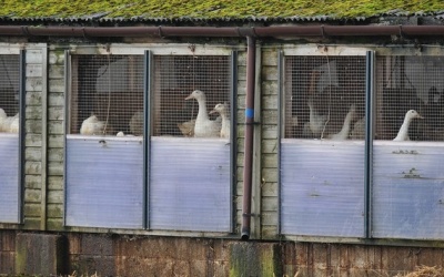 Rất khó phát hiện gia cầm nhiễm virus A/H7N9