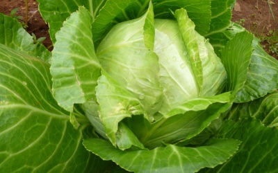 4 loại kháng sinh tự nhiên kỳ diệu